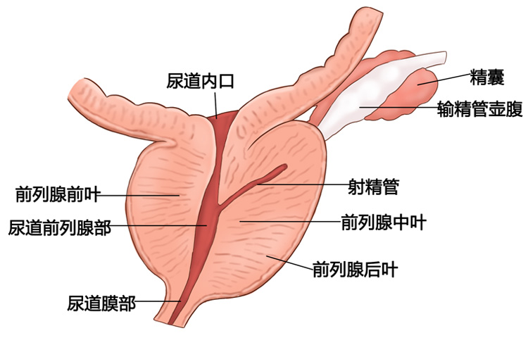 前列腺解剖图