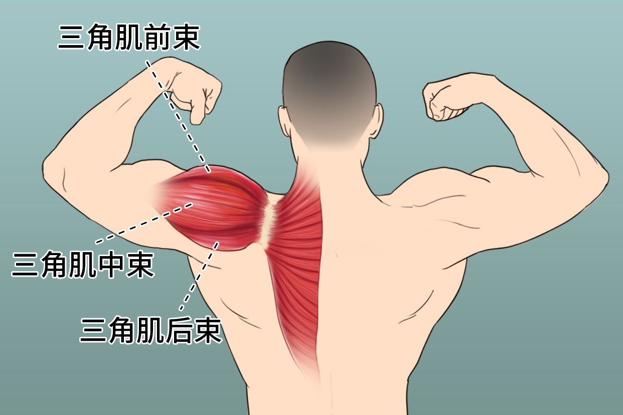 背部三角肌位置图片
