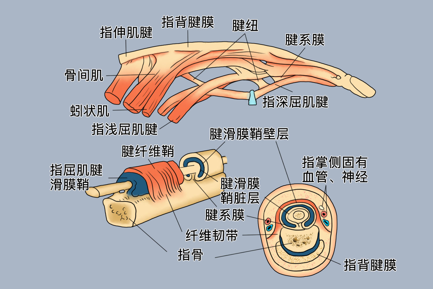 无名指手指屈肌腱及腱鞘图