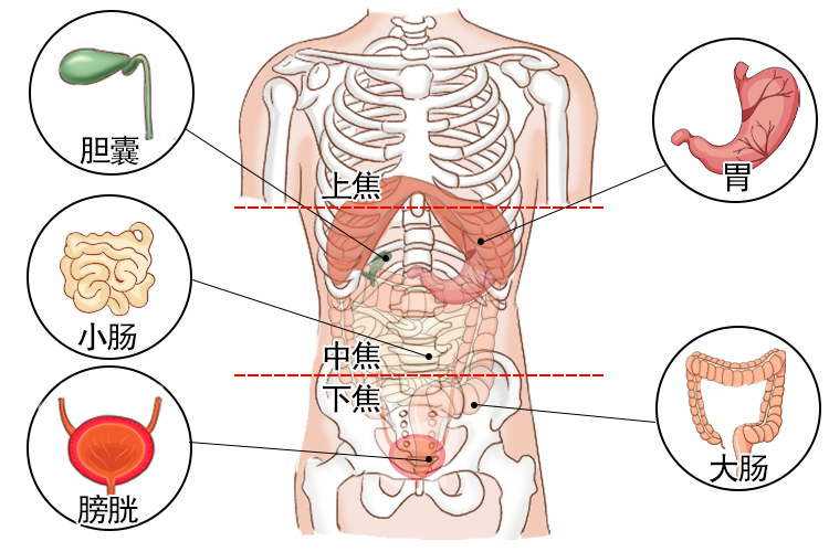 六腑位置图