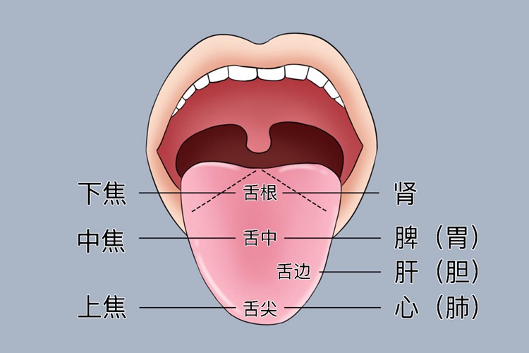 舌部反射区域图