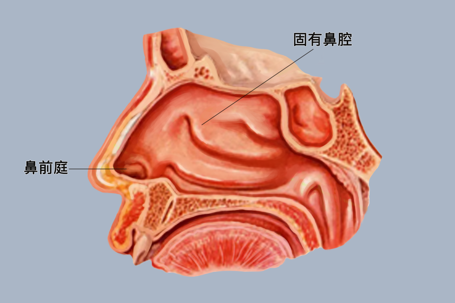 鼻腔结构图