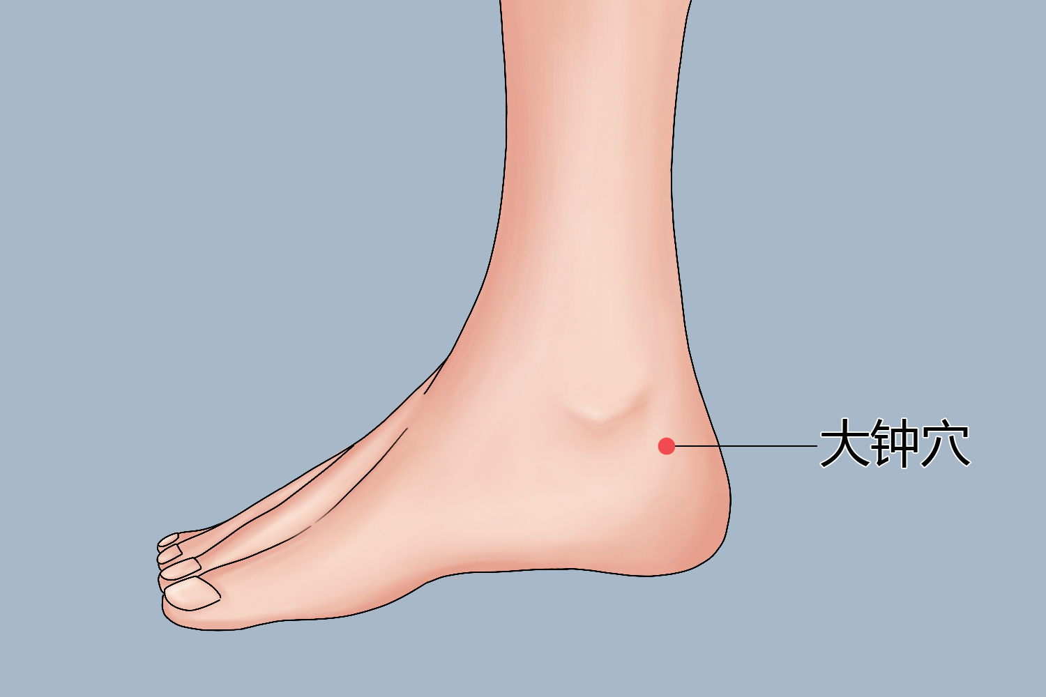 大钟定位的准确位置图片 | 百度健康·医学科普