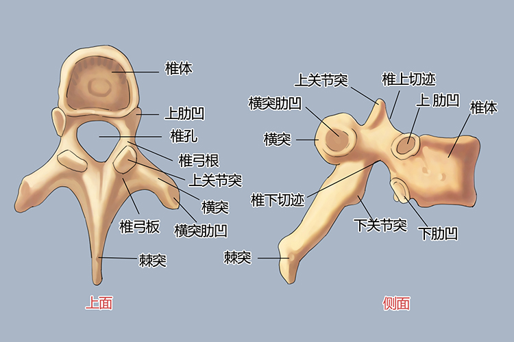 胸椎骨形态手绘构图