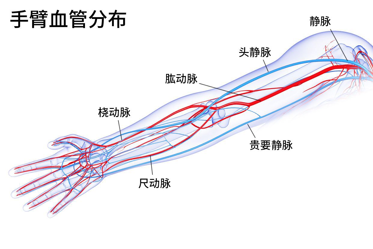 手臂血管分布图