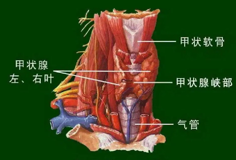 甲状腺位置图