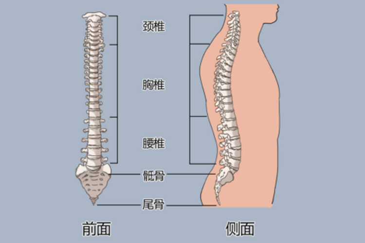 颈椎和腰椎的区别图解