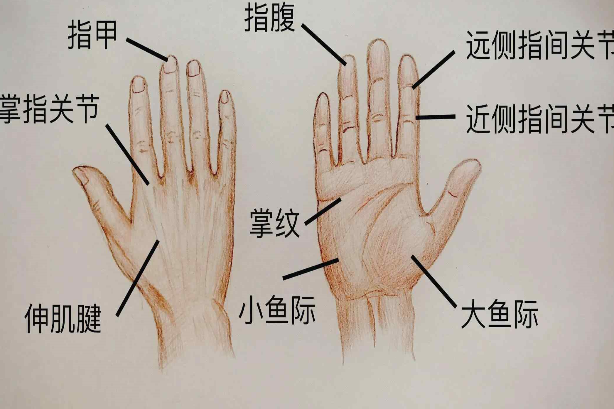 整只手的部位名称图片