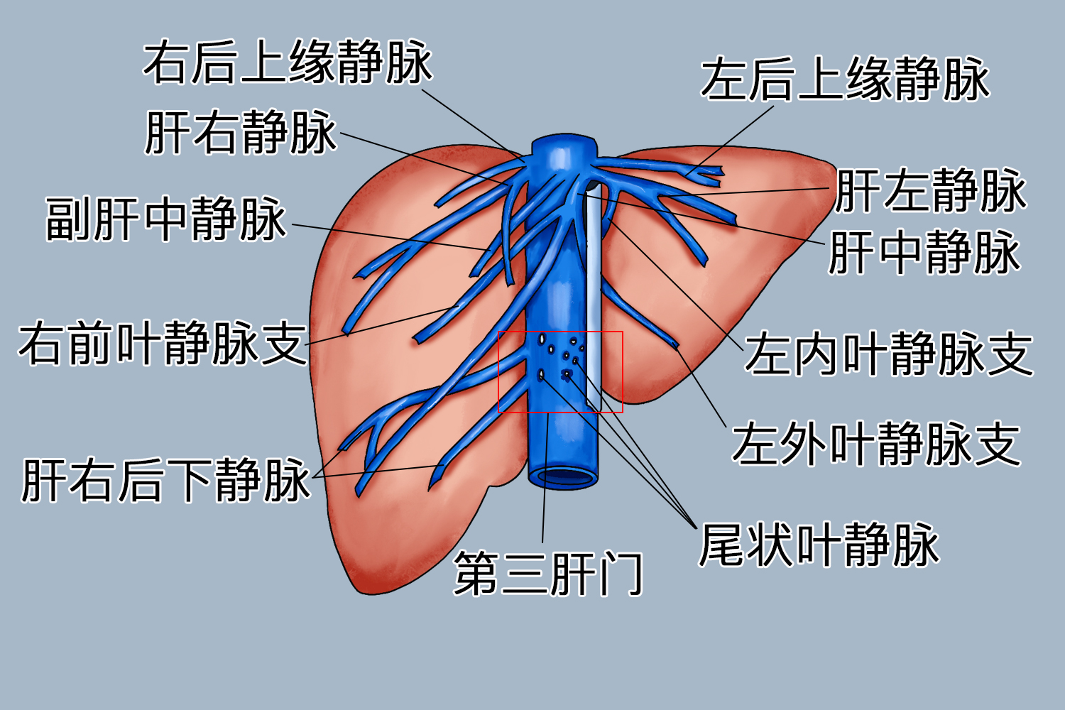 肝门的准确位置图片及作用