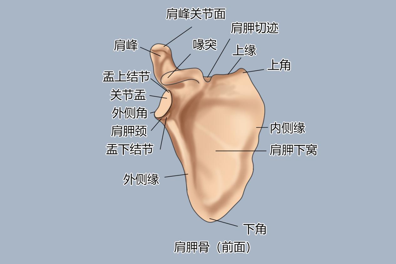 肩胛骨结构图
