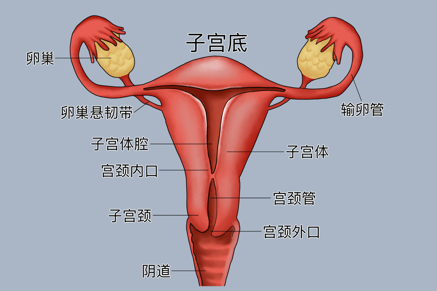 子宫附件图