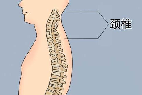 颈椎位置手绘图