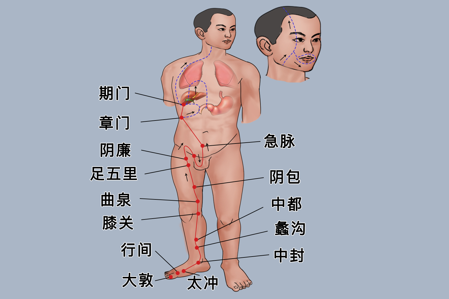 足厥阴肝经图