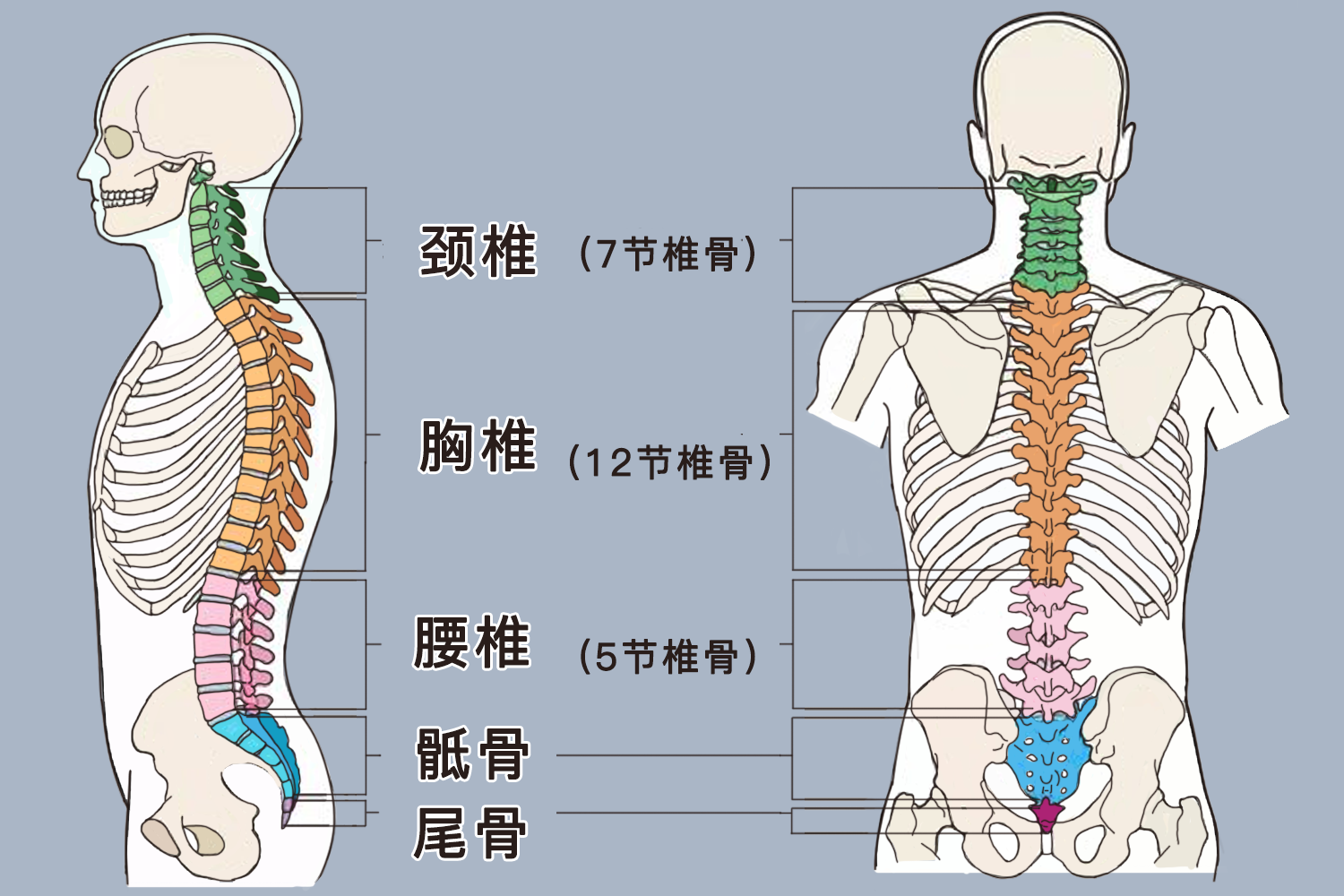 腰椎位置即腰部示意图