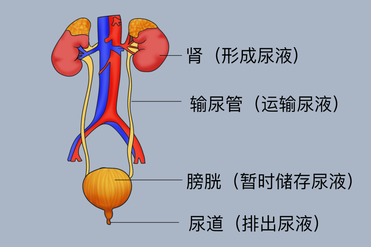 尿液的排出过程图