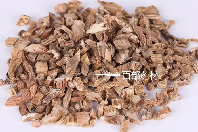 百部药材图片