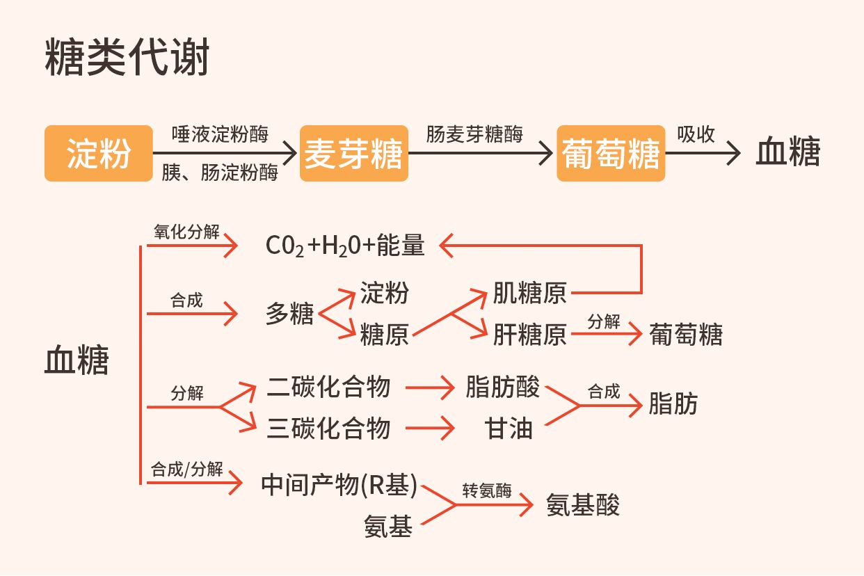 糖代谢全过程示意图