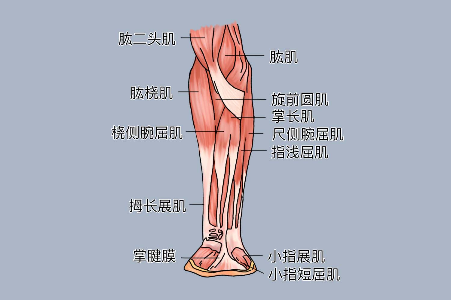 胳膊上的肌肉图解 | 百度健康·医学科普
