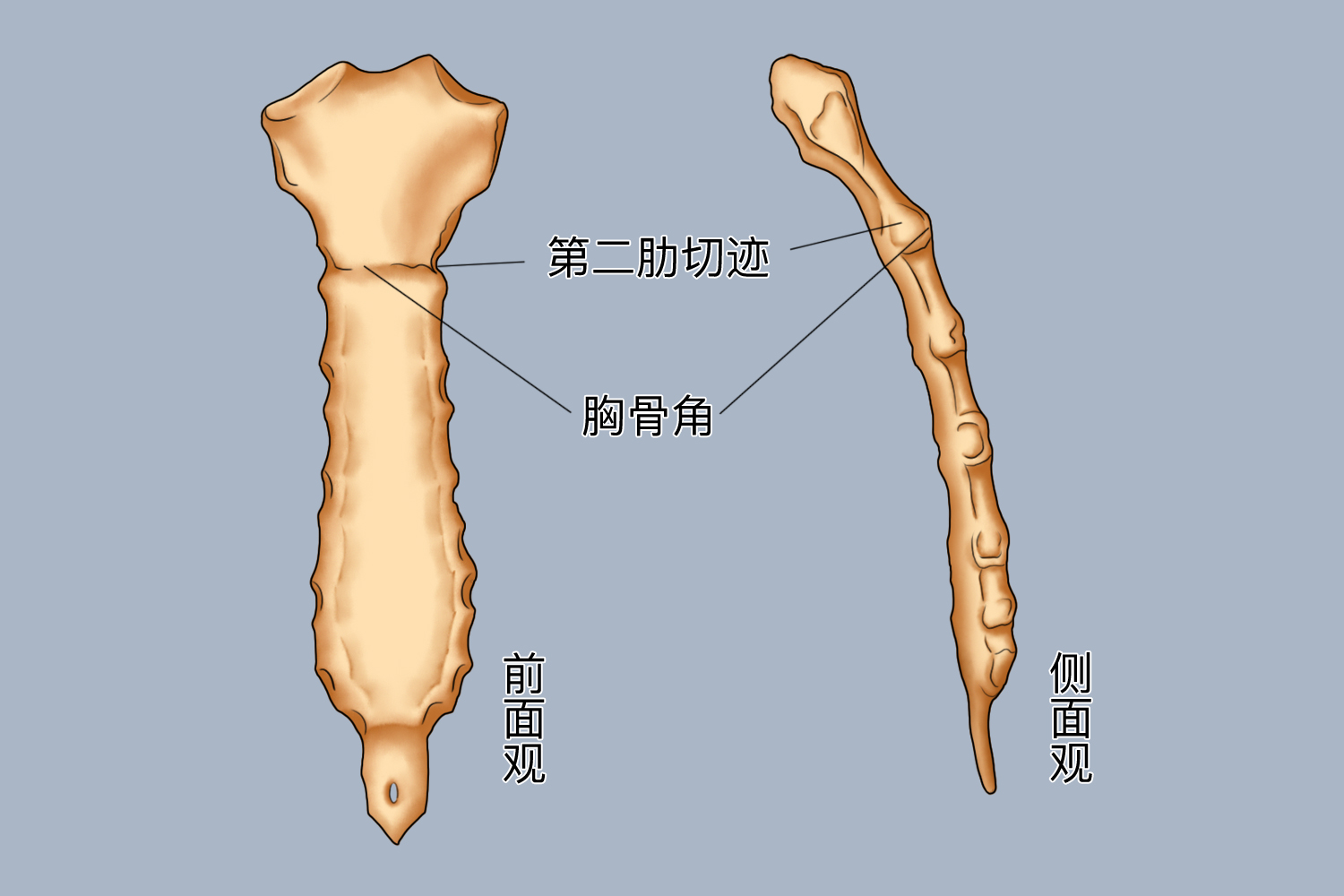 人体骨性标志定位图片