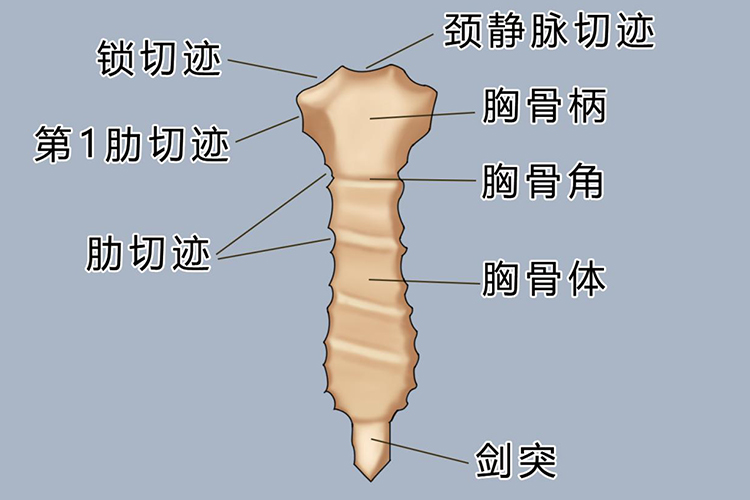 胸骨柄位置图