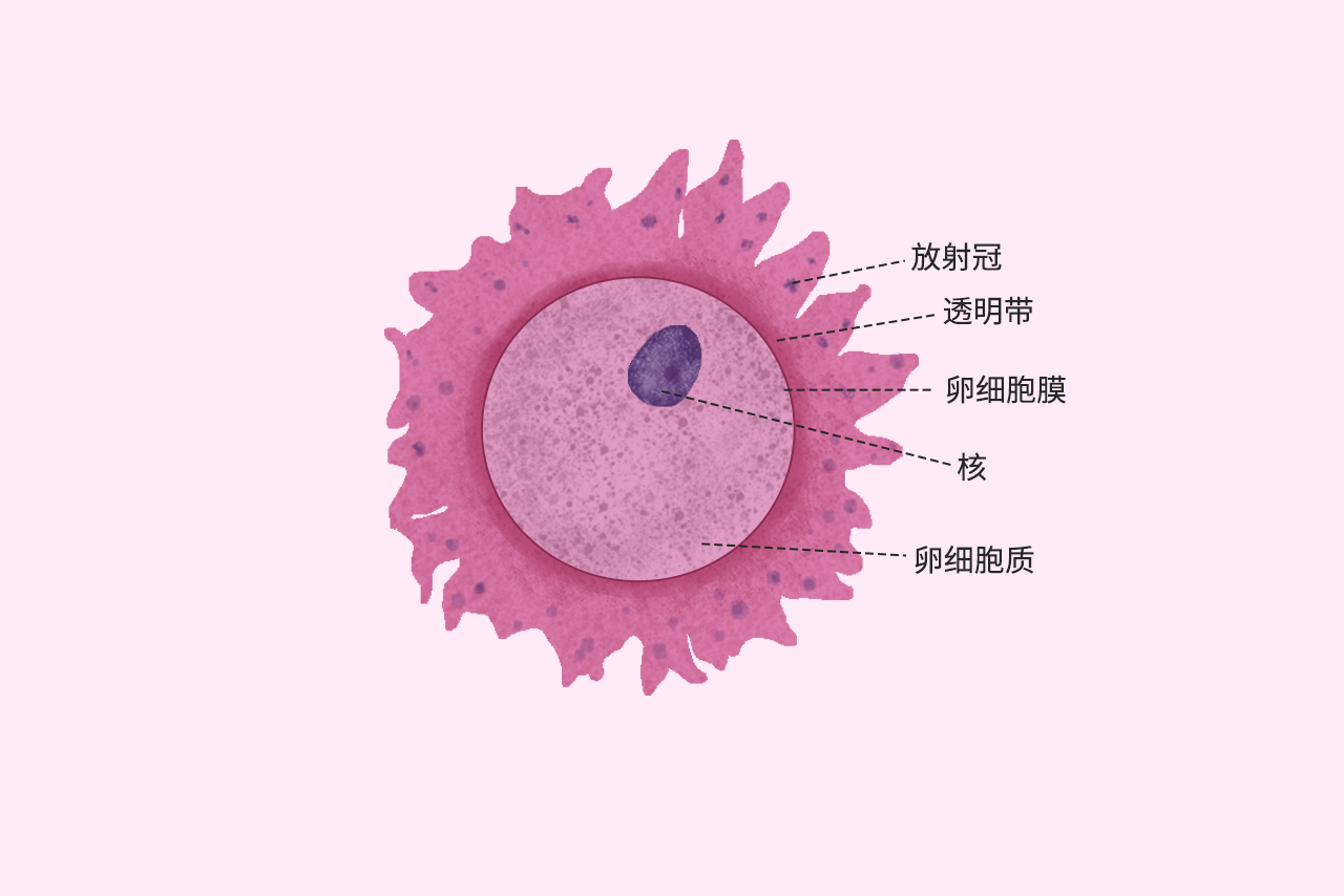 卵细胞图片结构图 | 百度健康·医学科普