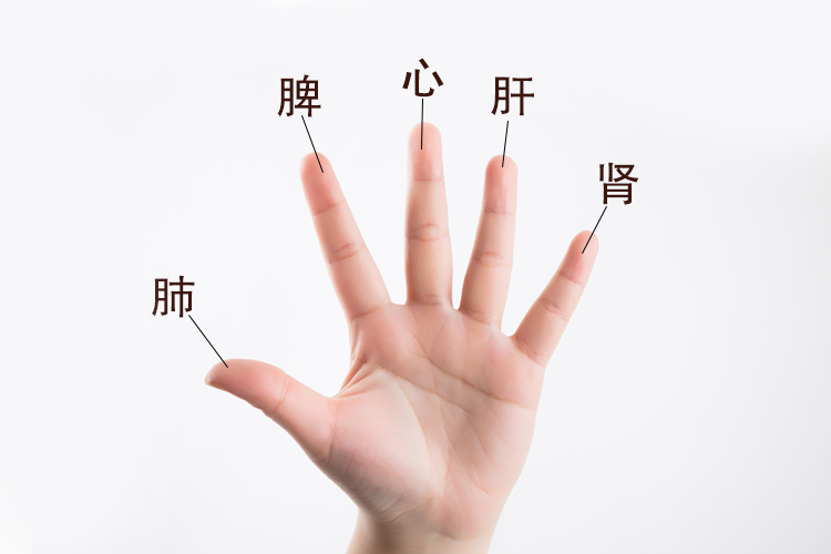 五指对应的心肝脾肺肾图