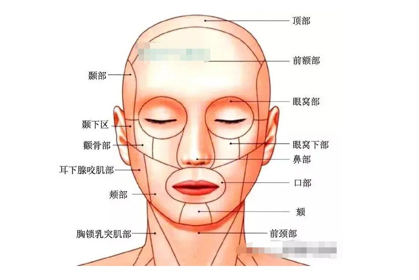 人体面部结构图