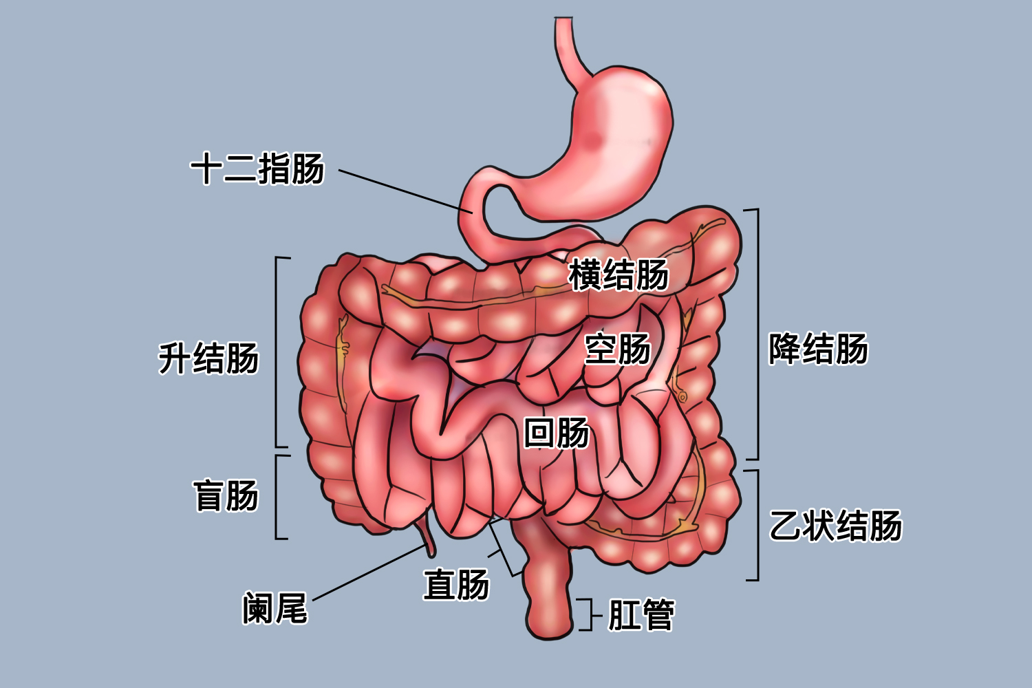 肠结构图