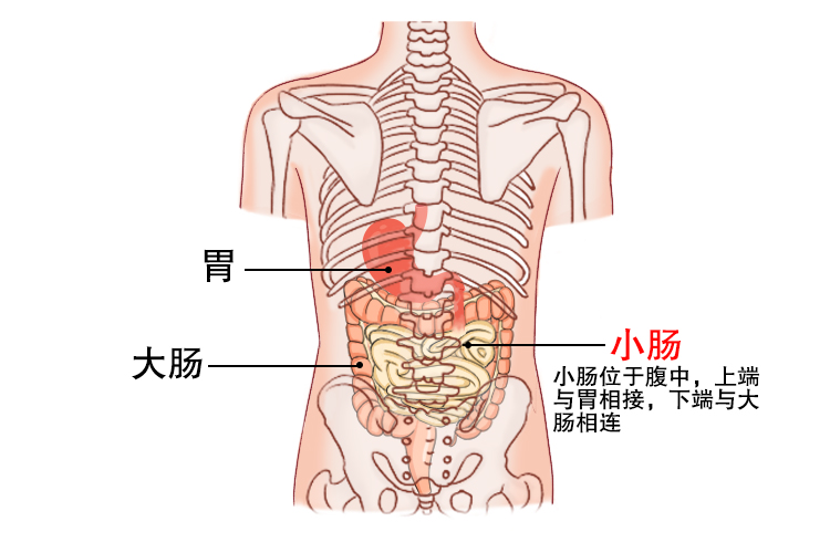 后背小肠位置图