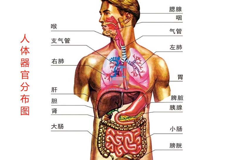 人体器官分布图