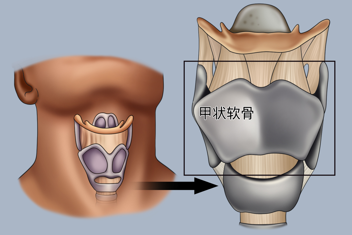 甲状软骨解剖位置图
