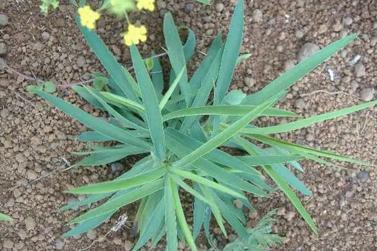 小柴胡图片
