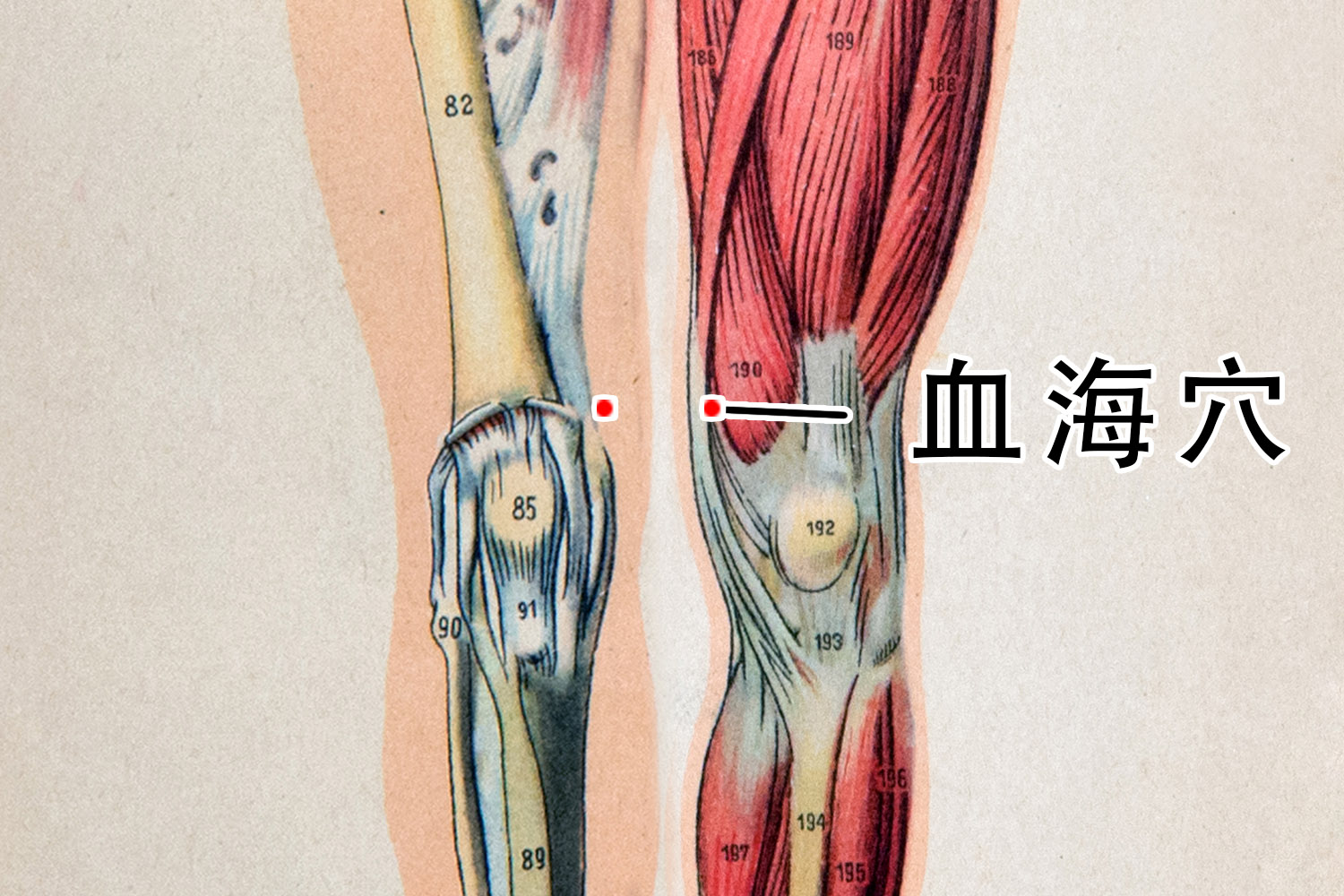 气血海的准确位置图 | 百度健康·医学科普