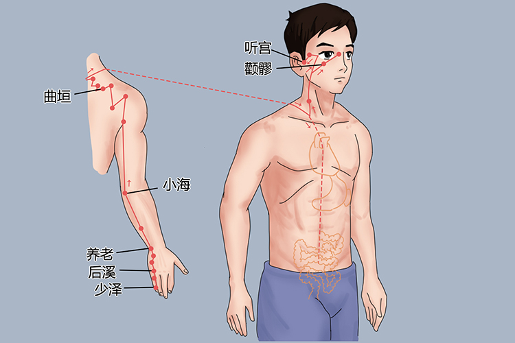手太阳小肠经图