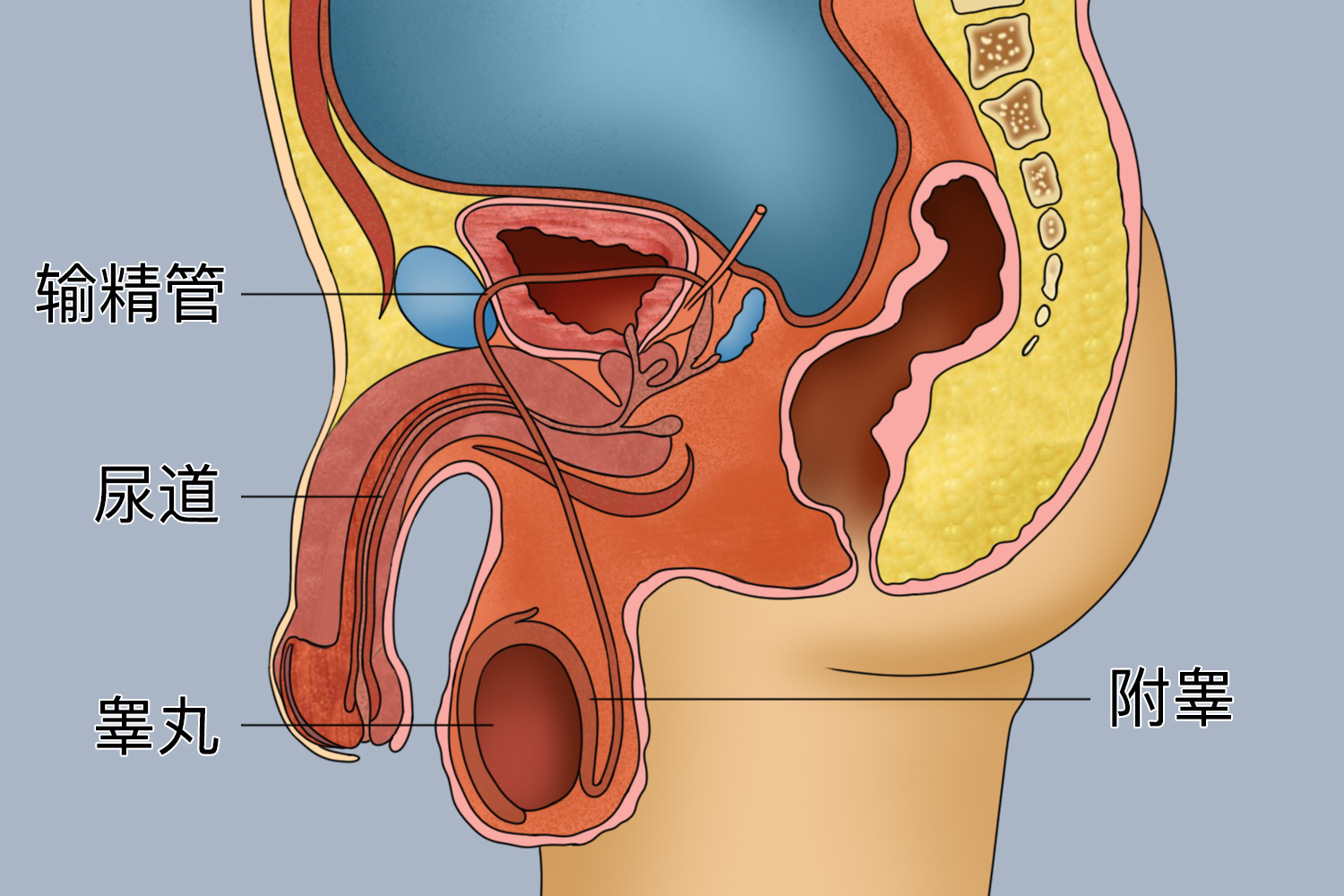男性生殖系统分布图