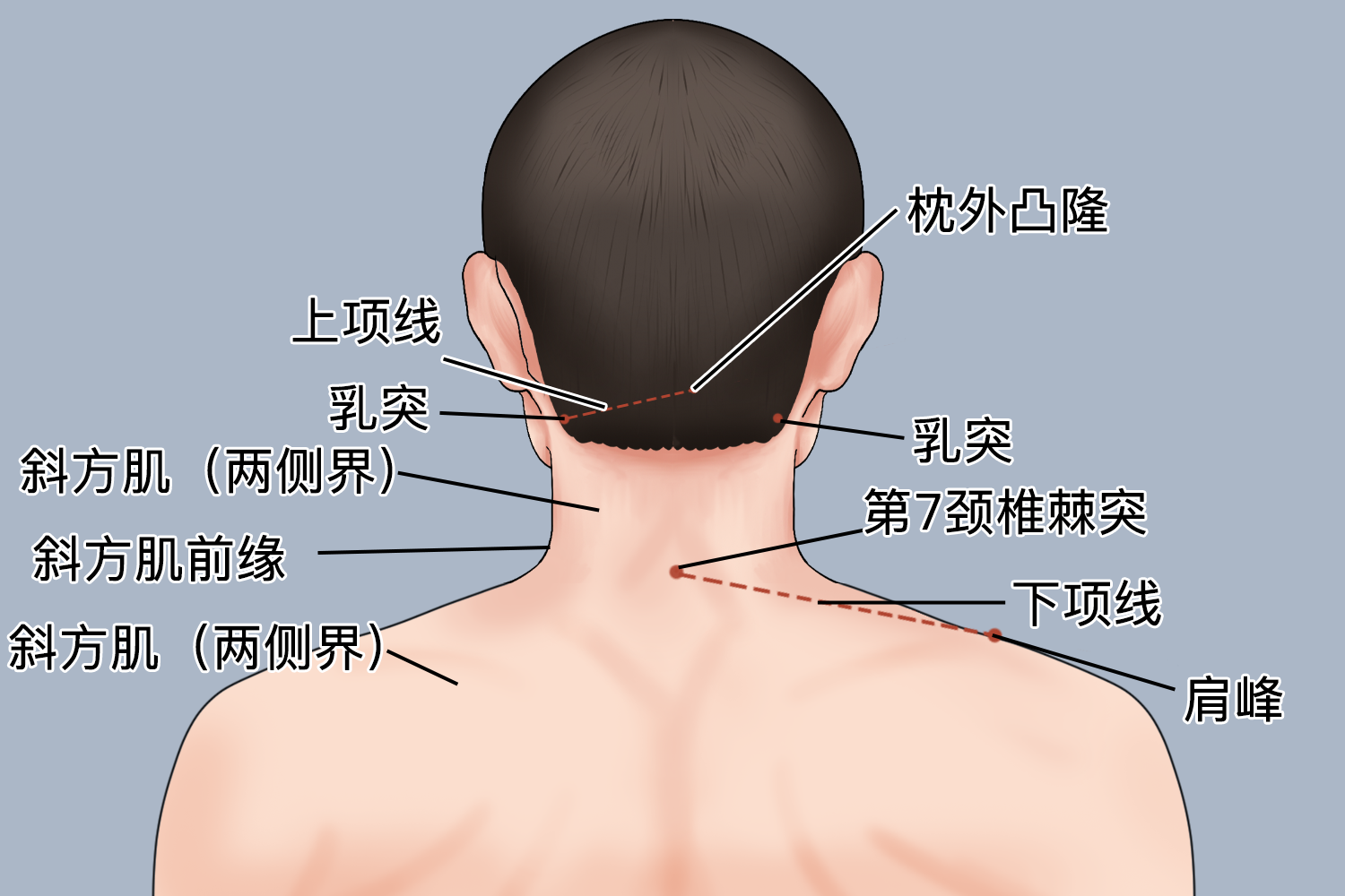 后颈部位置图片