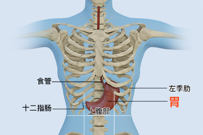胃在体表哪个位置 | 百度健康·医学科普