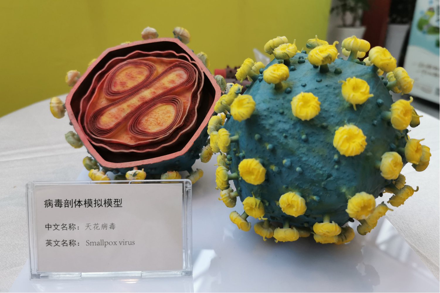 天花病毒图片症状图片 | 百度健康·医学科普