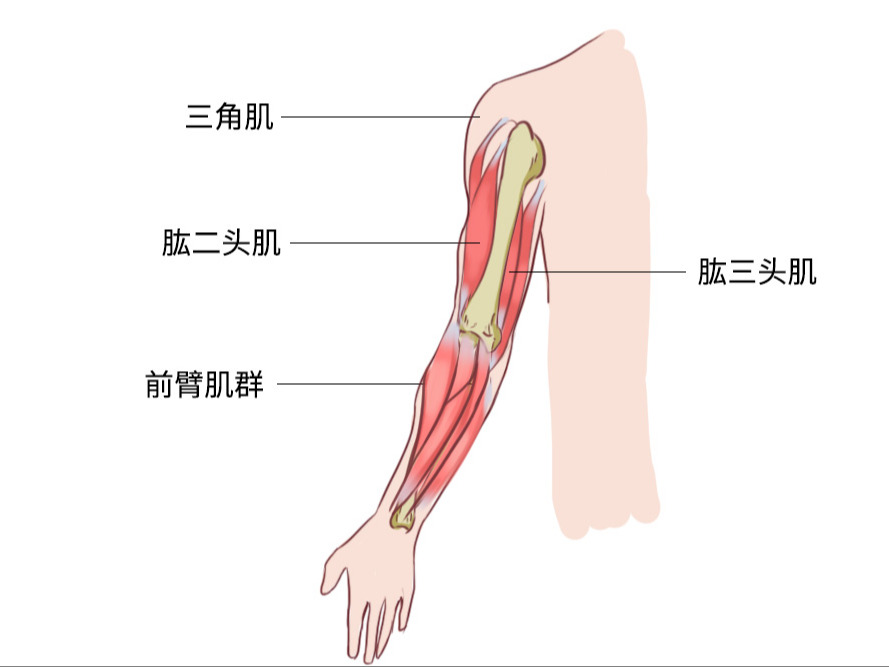 手臂肌肉图