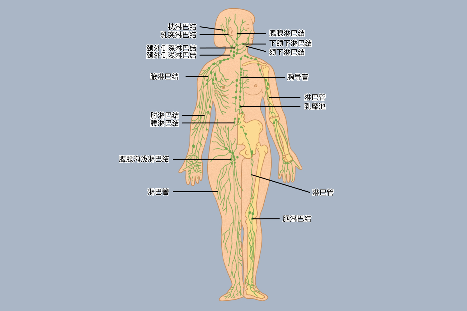 人体全身淋巴分布图 | 百度健康·医学科普