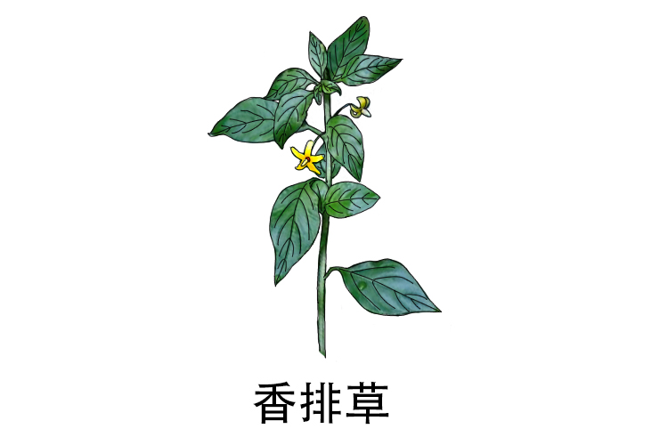 排香草图片功效与作用都可以吃吗
