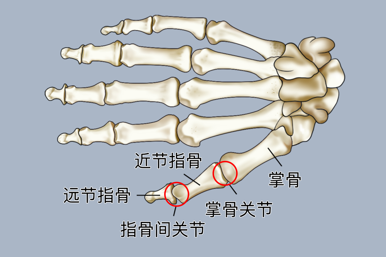 手指各个部位名称图片大全大图 - 大拇指部位图片详解 - 办公设备维修网