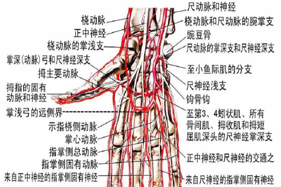 手部血管解剖图