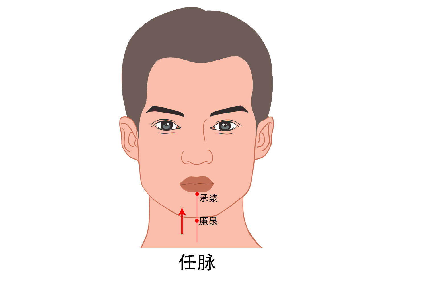 面部经络走向图