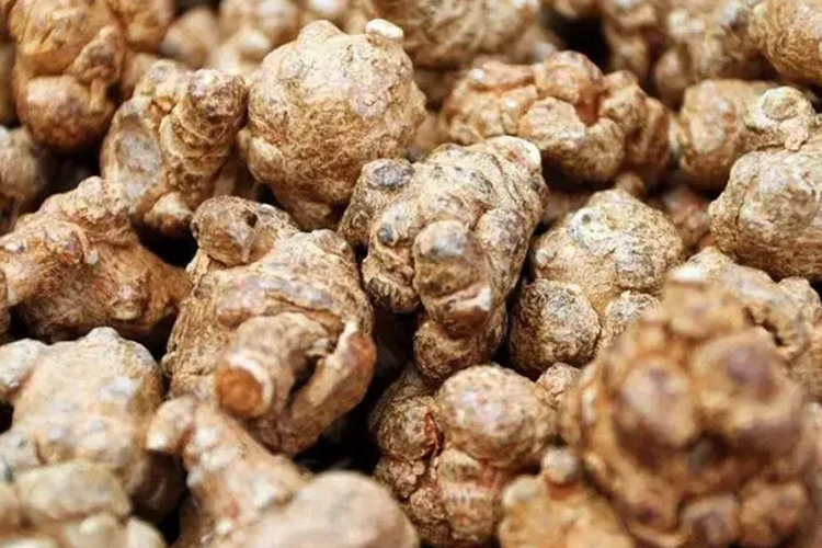 外伤草药图片大全和名称