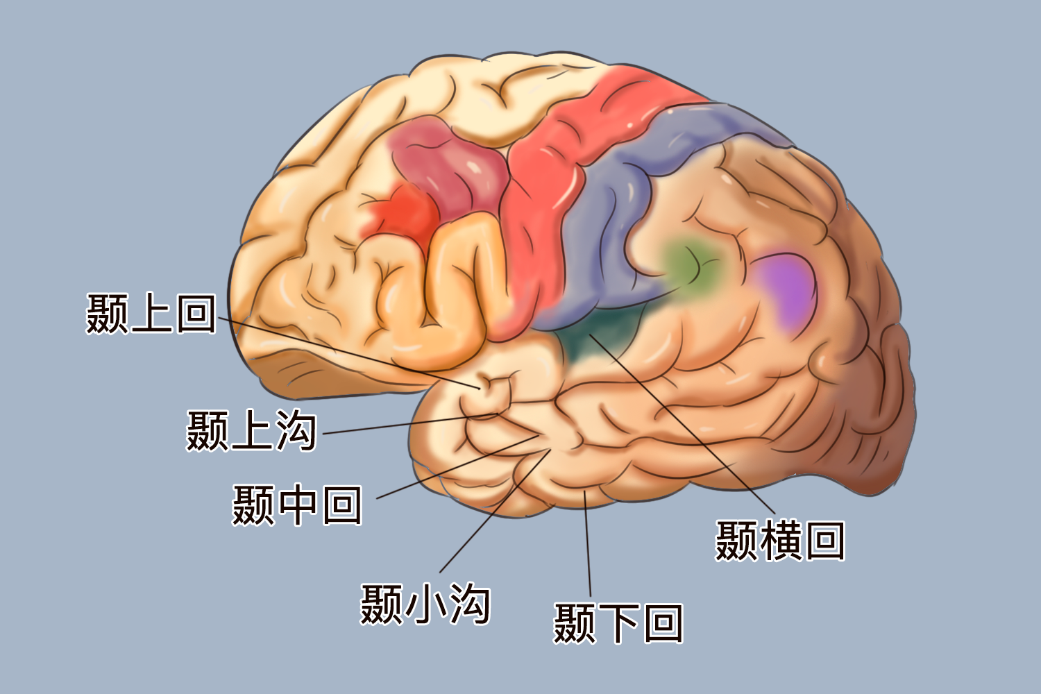 颞叶在大脑的位置图片