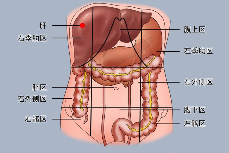肝位置图