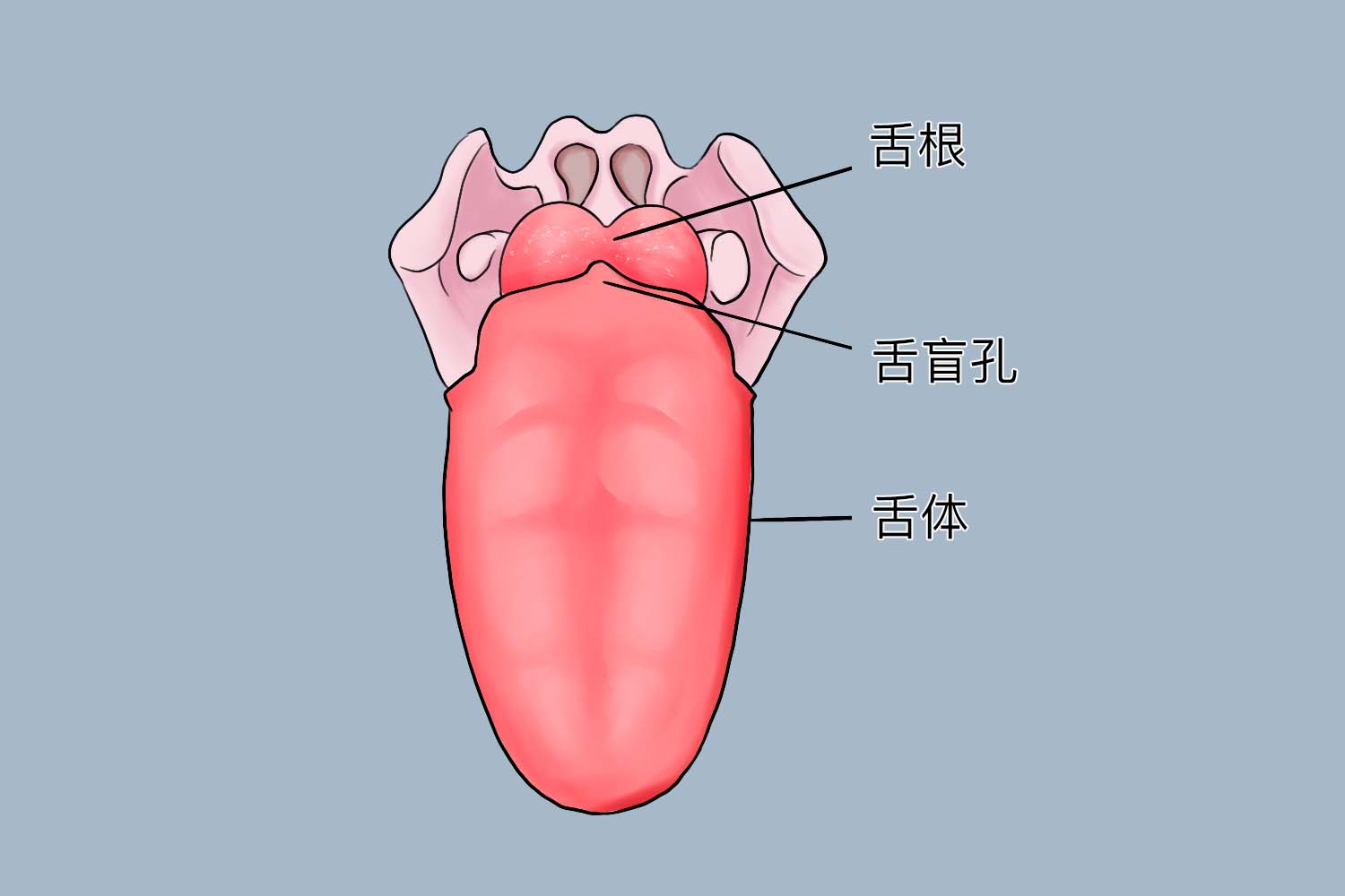 舌盲孔的位置图片