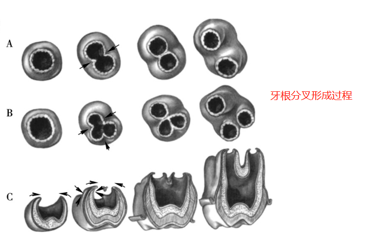 牙根分叉图片