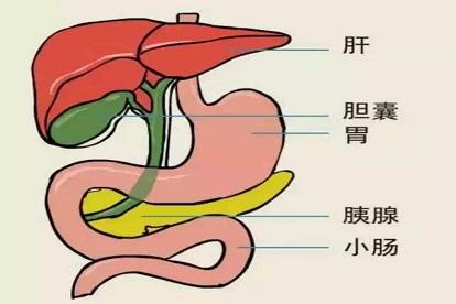 胃和胆囊的正确位置图
